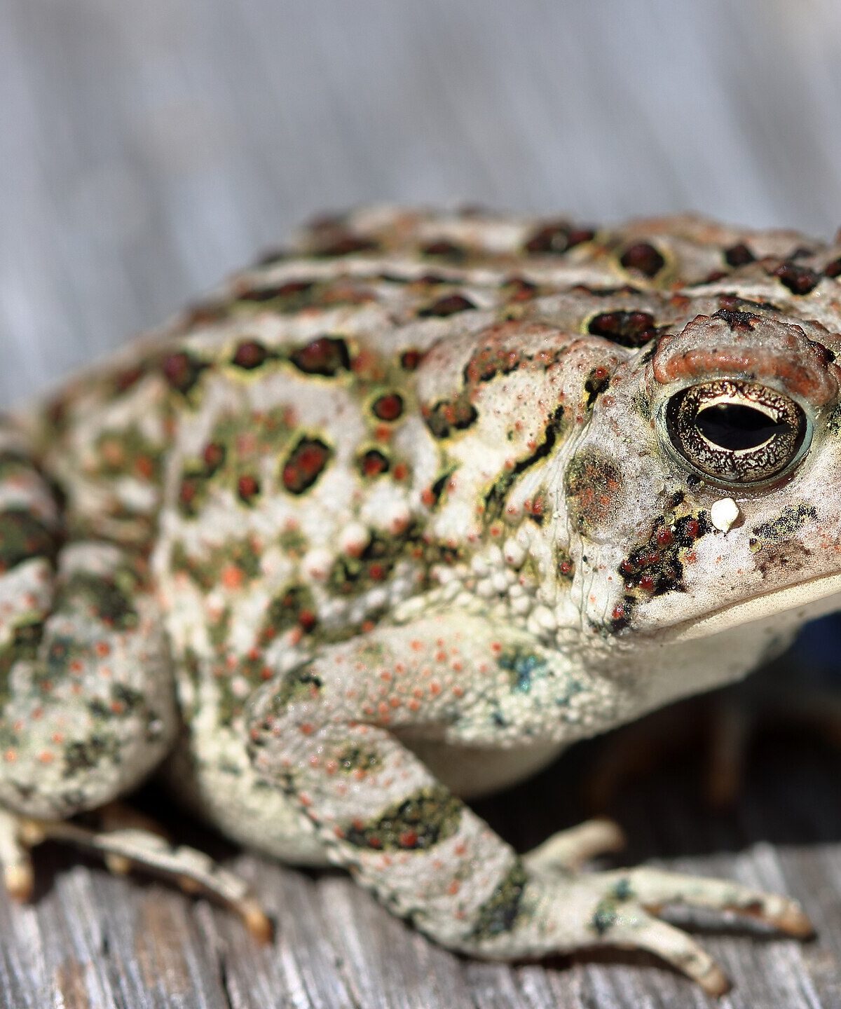 Fowler's Toad