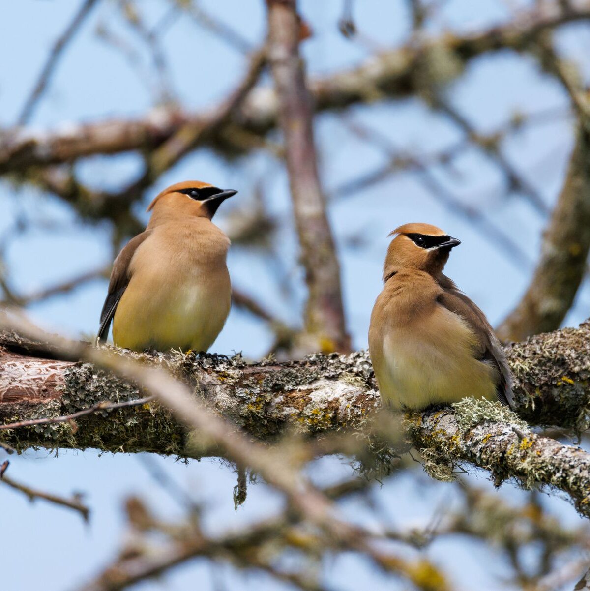 Cedar Waxwing
