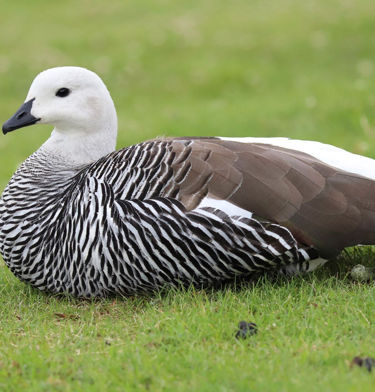 Ross's Goose
