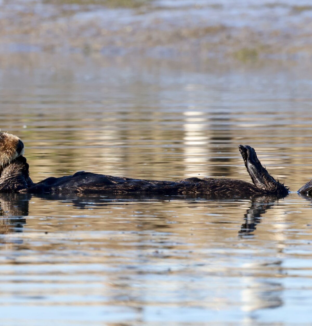 California Sea Otter