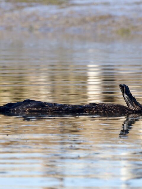 California Sea Otter