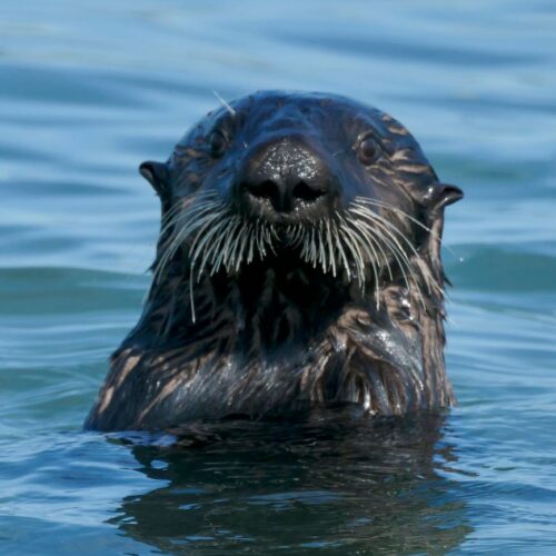 Sea Otter