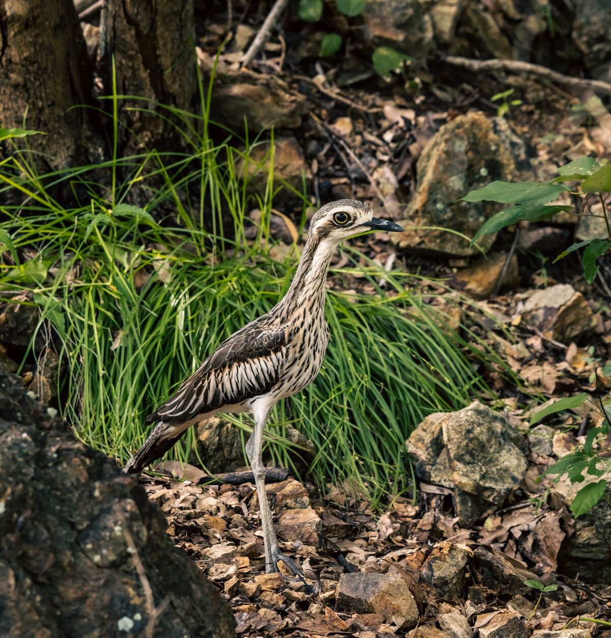 Australian Stone Curlew
