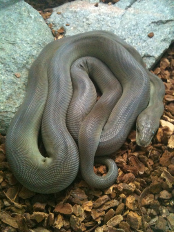 Olive Python