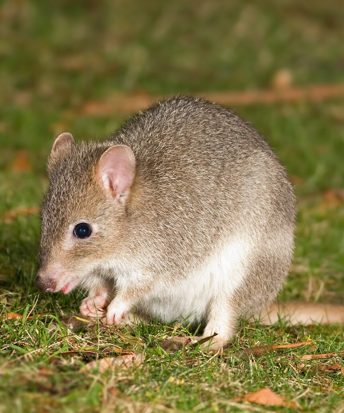 Bettong