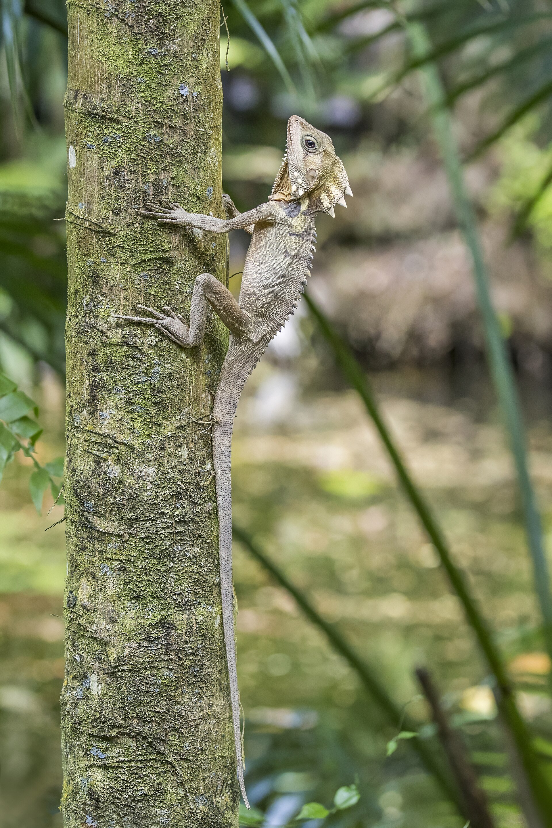 Boyd’s Forest Dragon