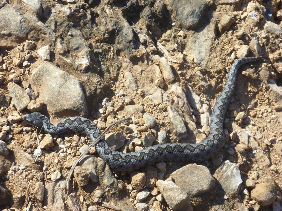 European Long-nosed Viper
