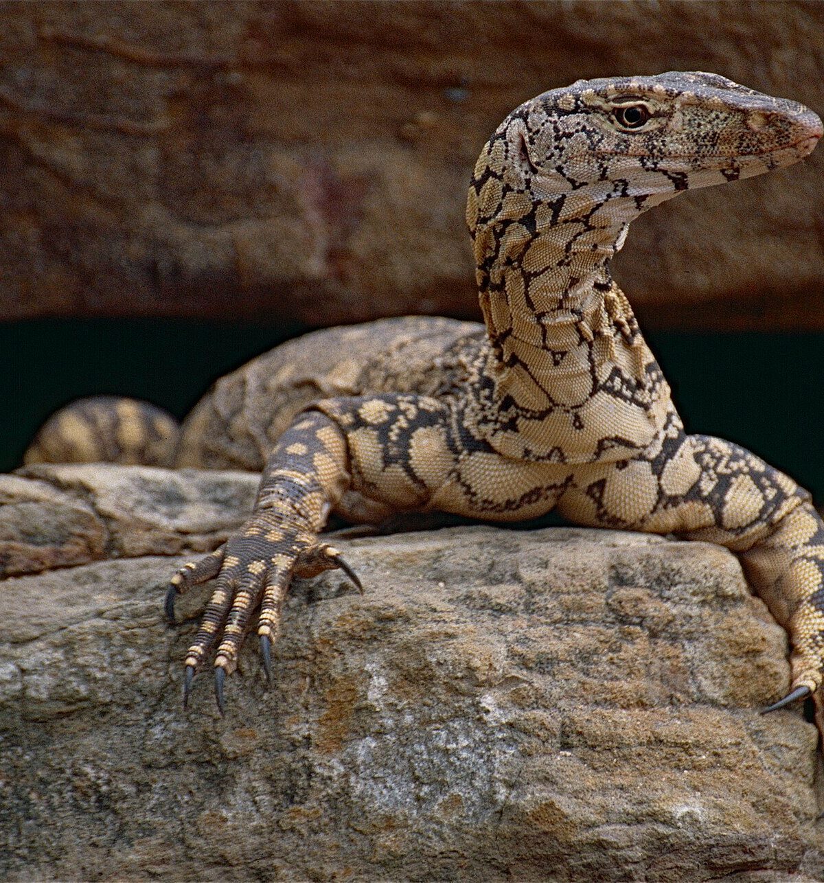 Perentie