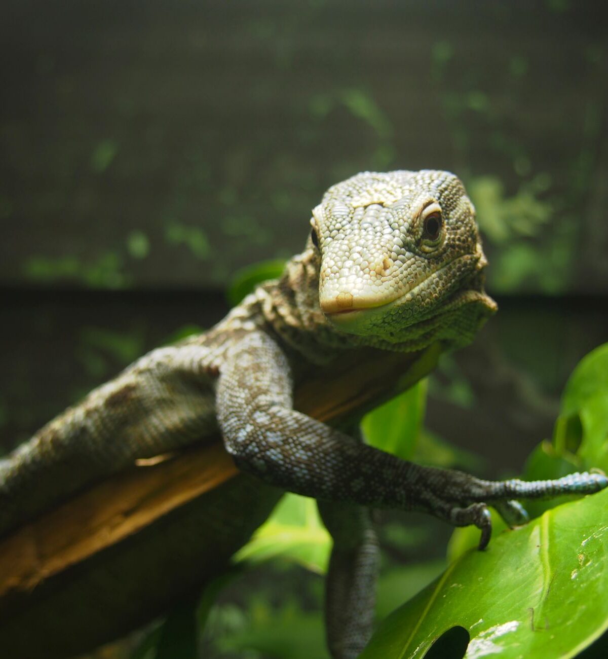 Gray's Monitor