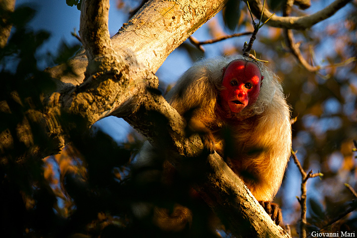 Bald Uakari