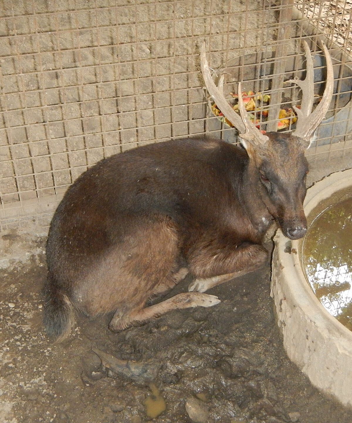 Calamian Deer