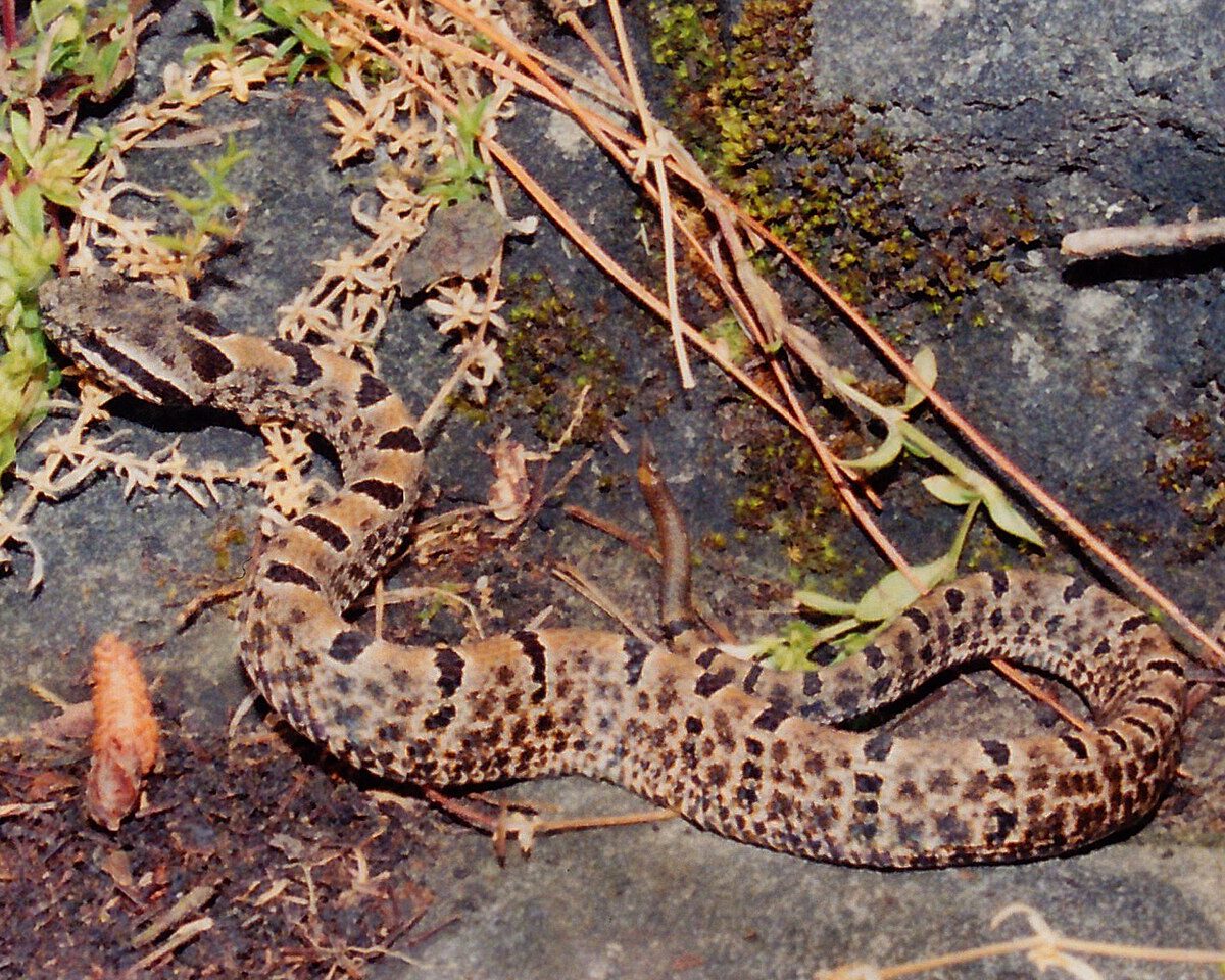 Mexican Lance-headed Rattlesnake