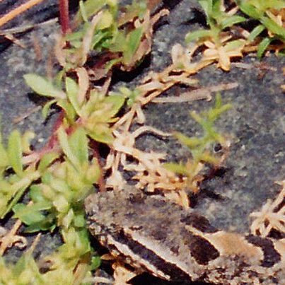 Lance-headed Rattlesnake