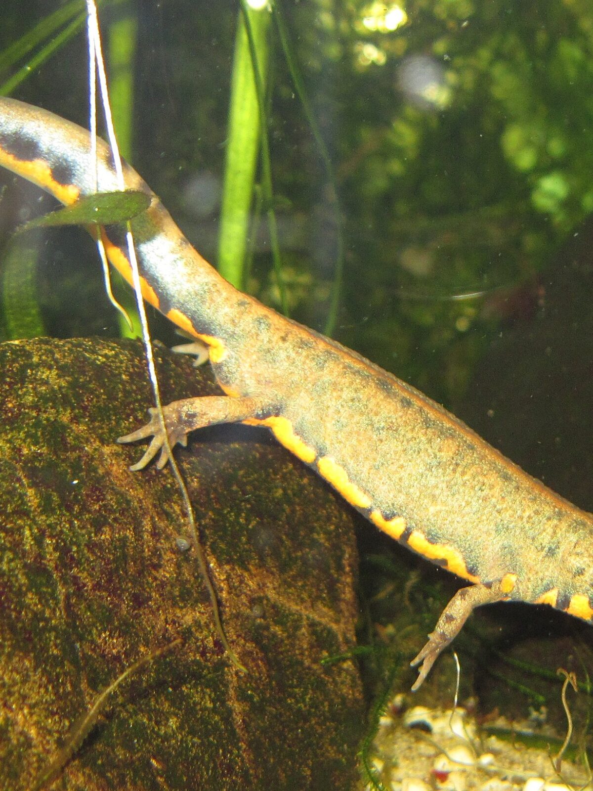 Blue-tailed Fire-bellied Newt