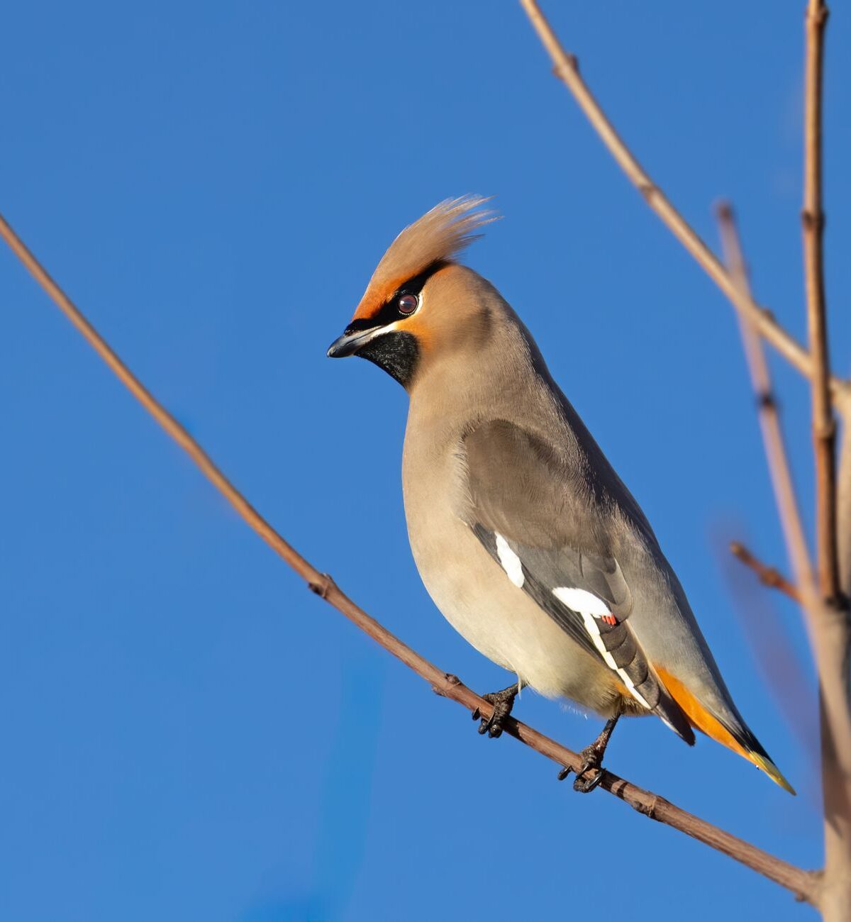 Bohemian Waxwing