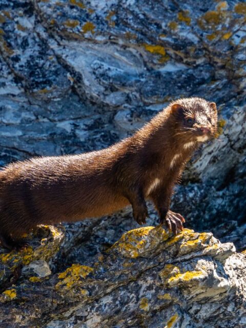 American Mink
