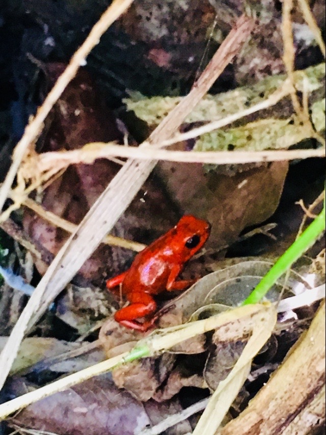 Phantasmal Poison Dart Frog