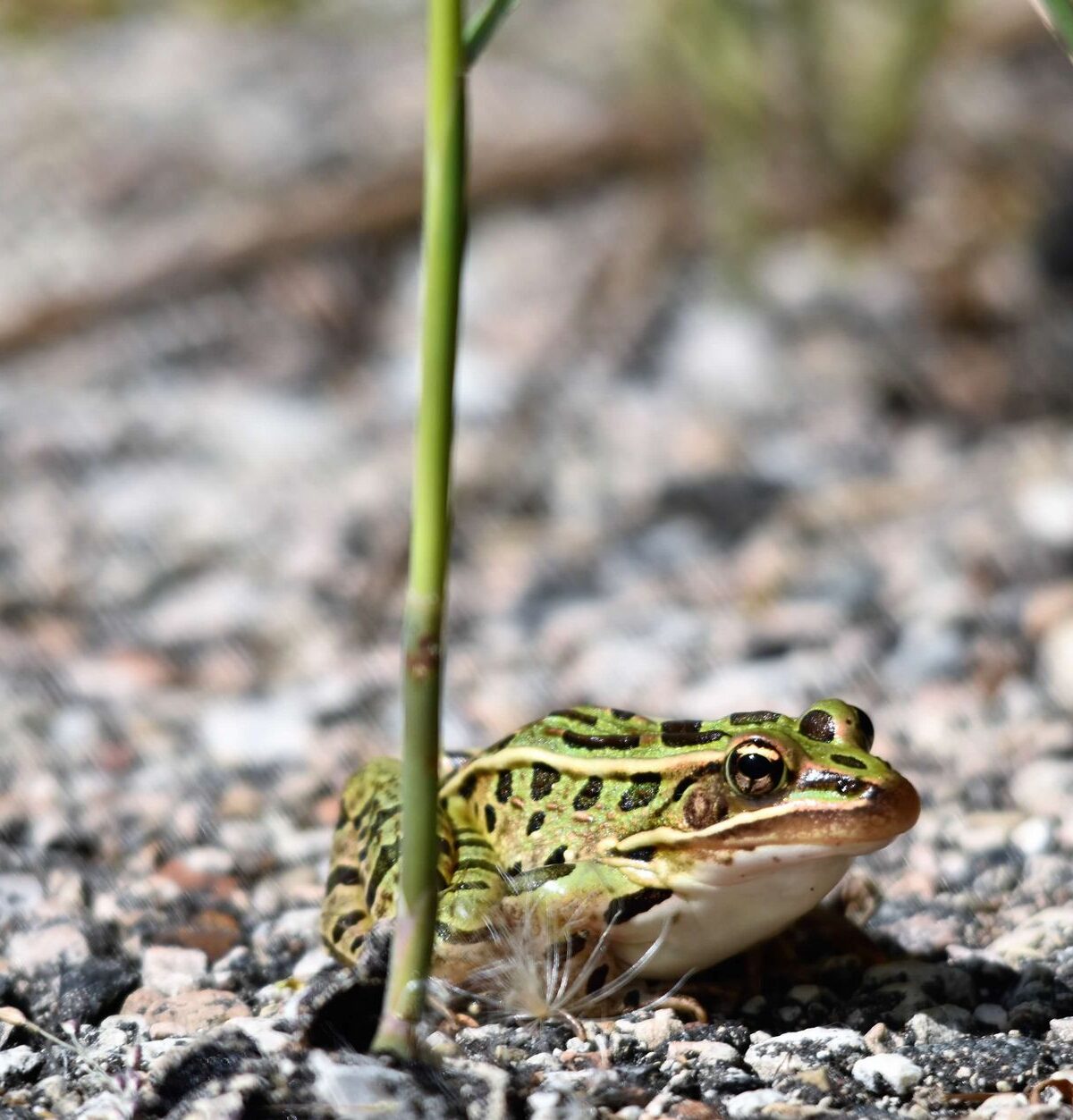 Southern Leopard Frog