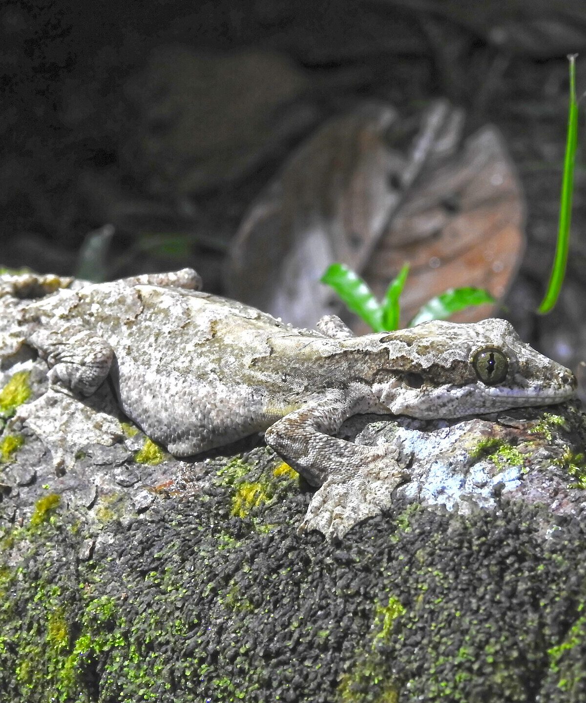 Kuhl's Flying Gecko