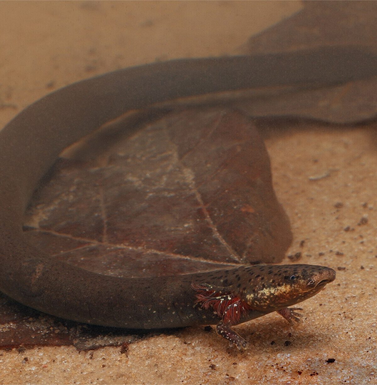 Western Lesser Siren