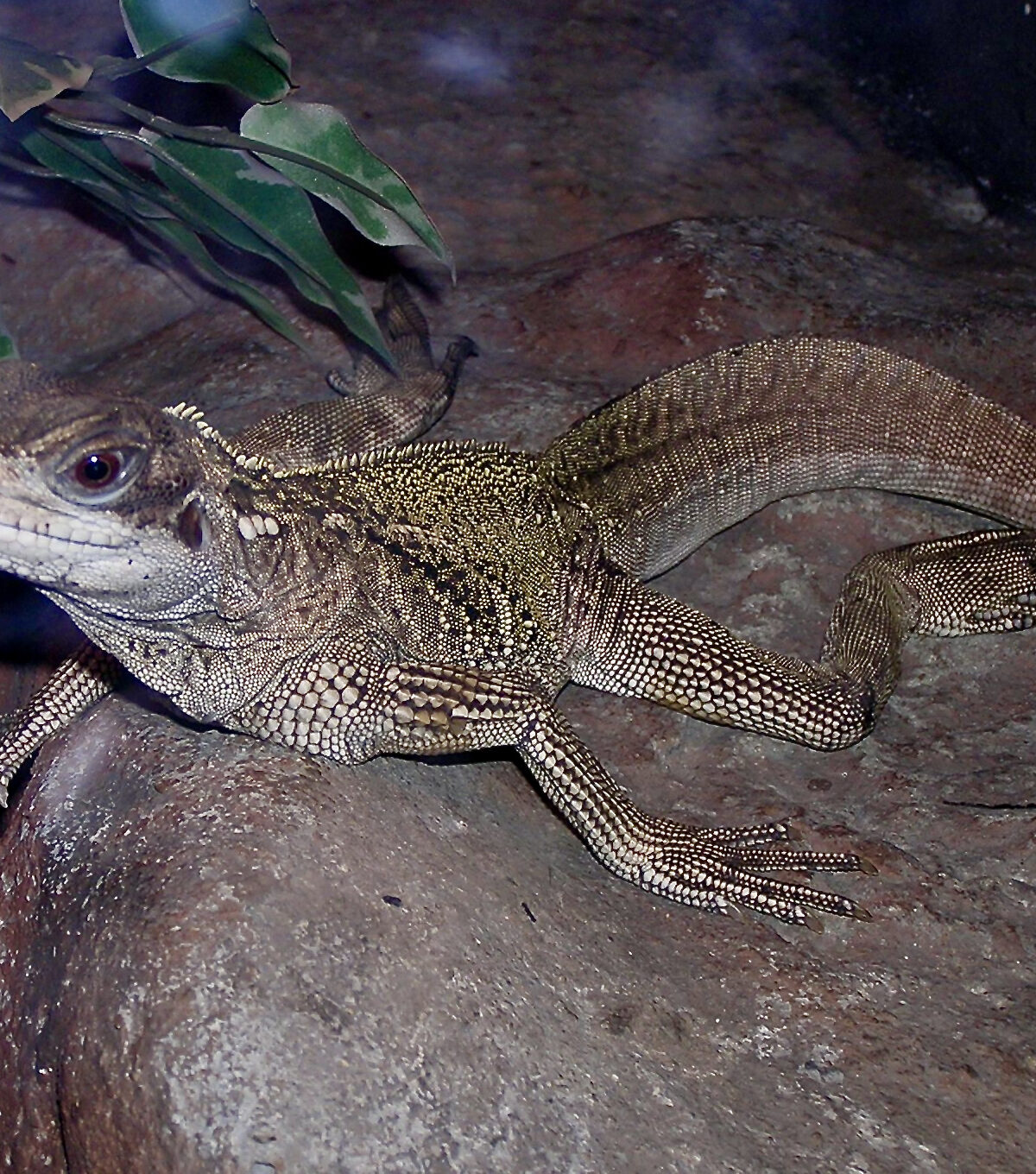 Weber's Sailfin Lizard