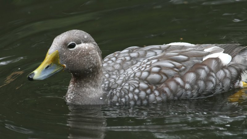 Flying Steamer Duck