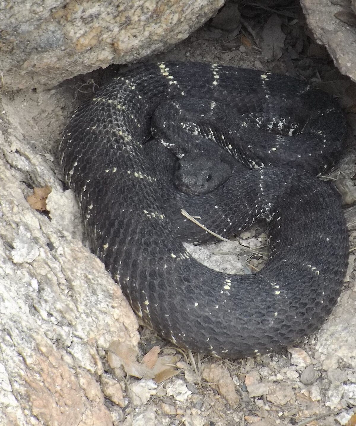 Arizona Black Rattlesnake