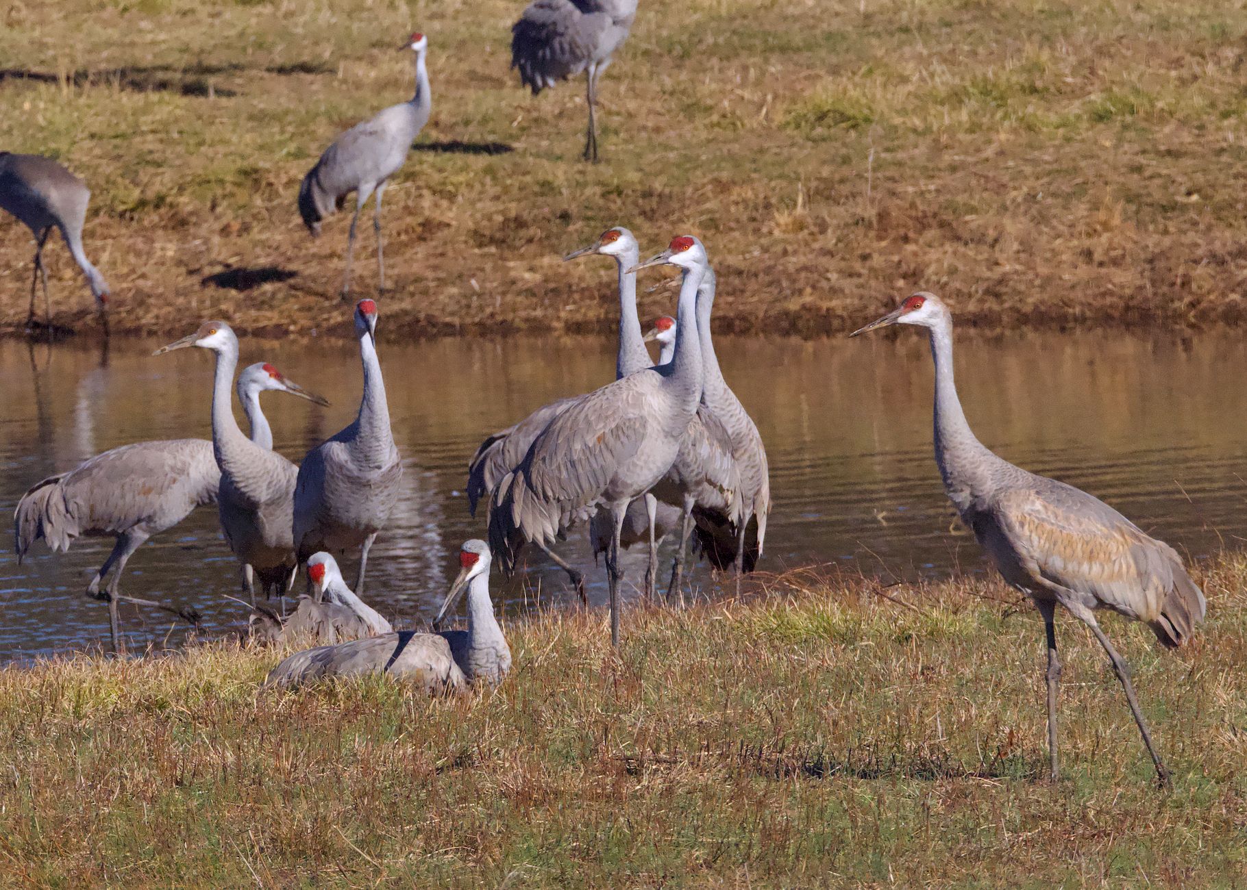 Greater Sandhill Crane
