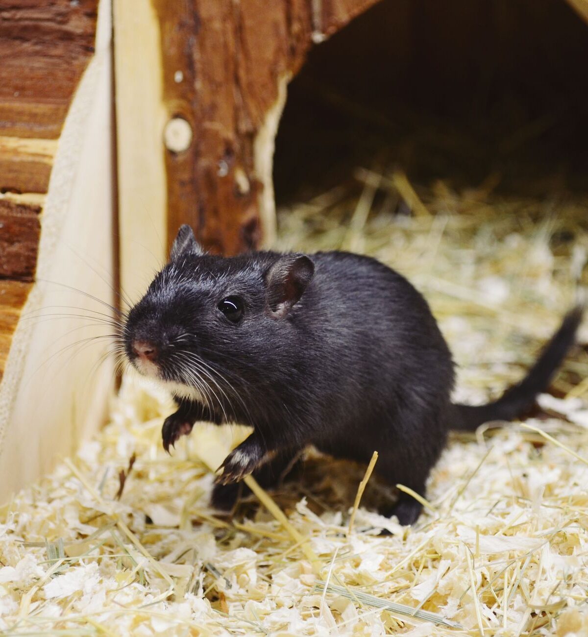 Mongolian Gerbil