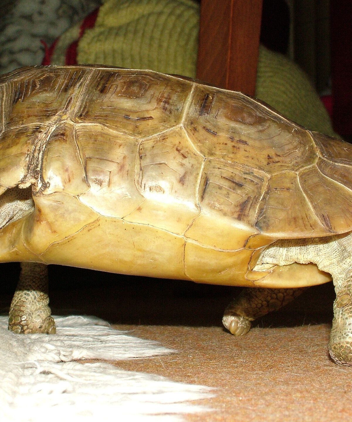 Bell's Hingeback Tortoise