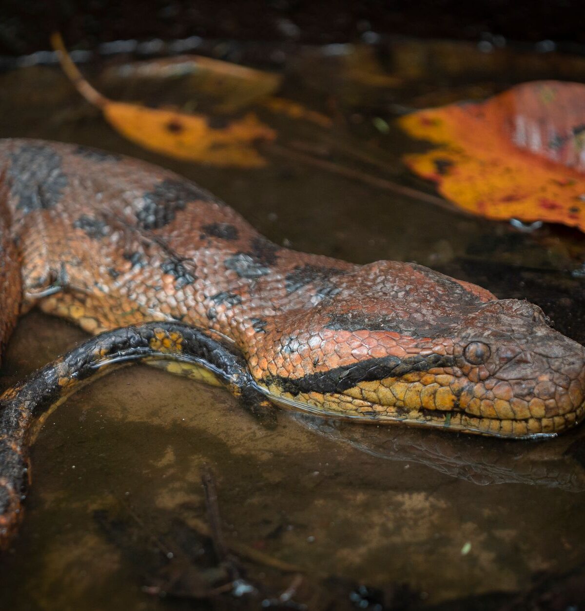 Colombian or Brown Rainbow Boa
