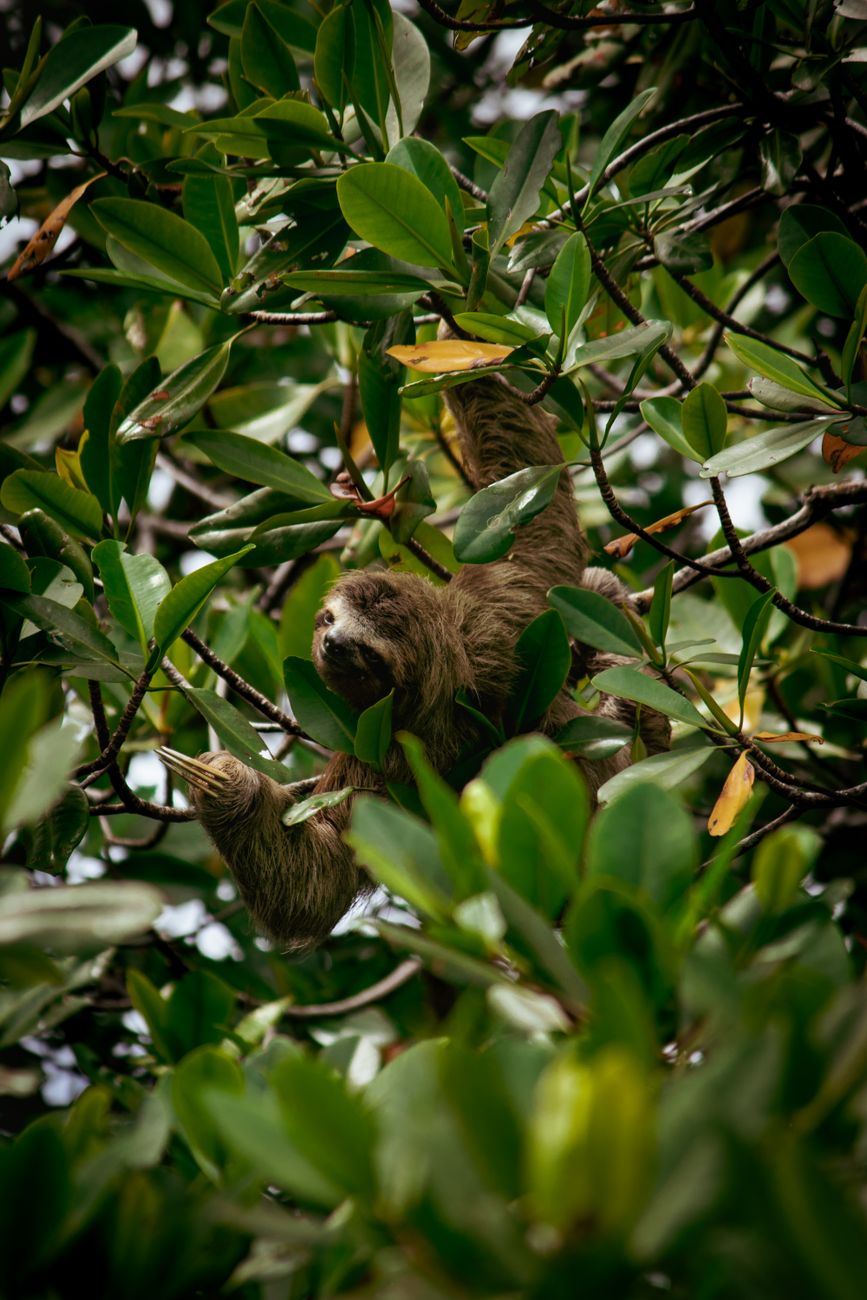 Linnaeus Sloth