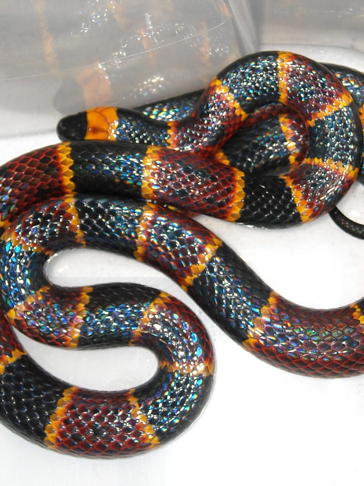 Eastern Coral Snake