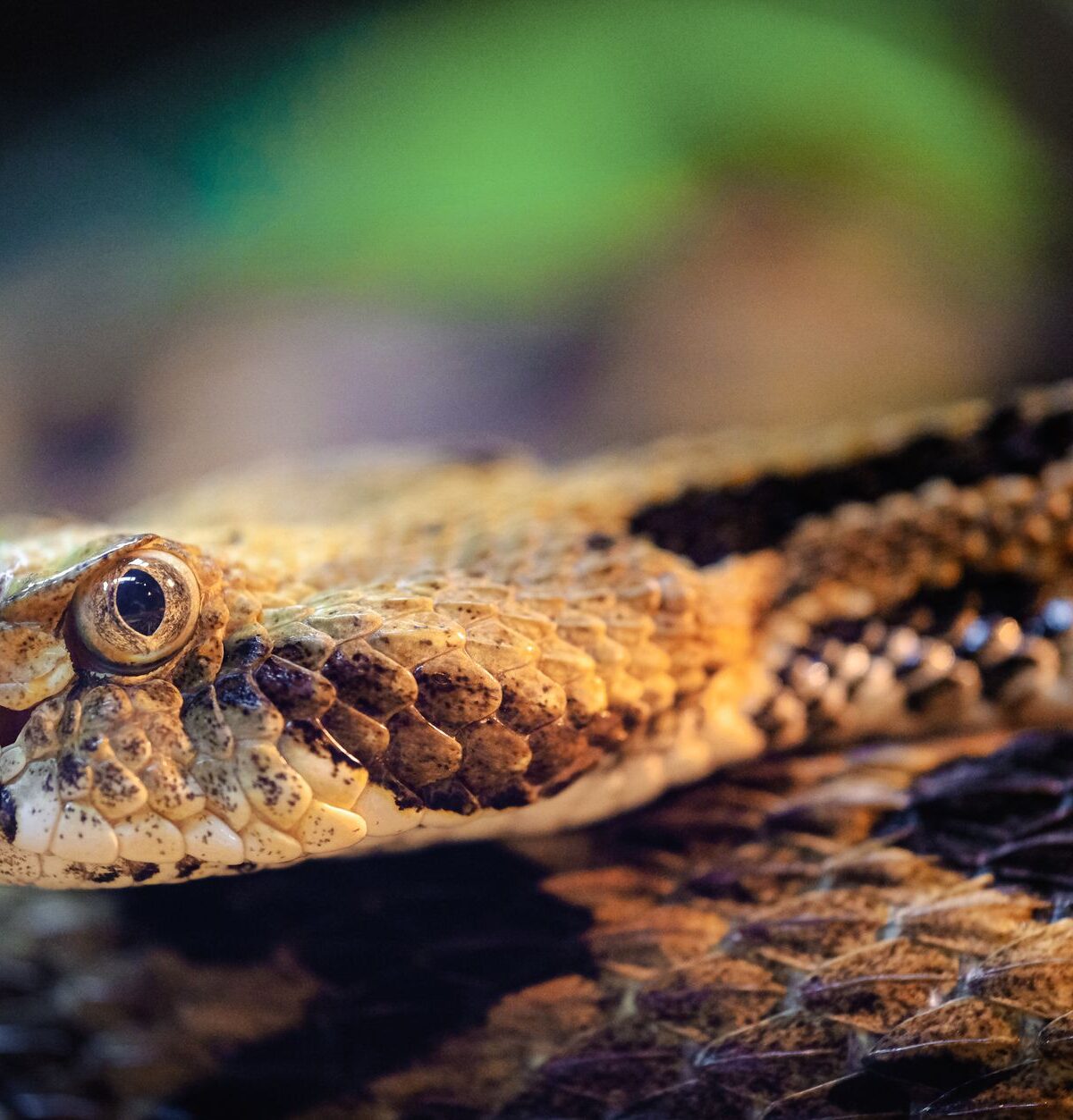 Canebrake Rattlesnake