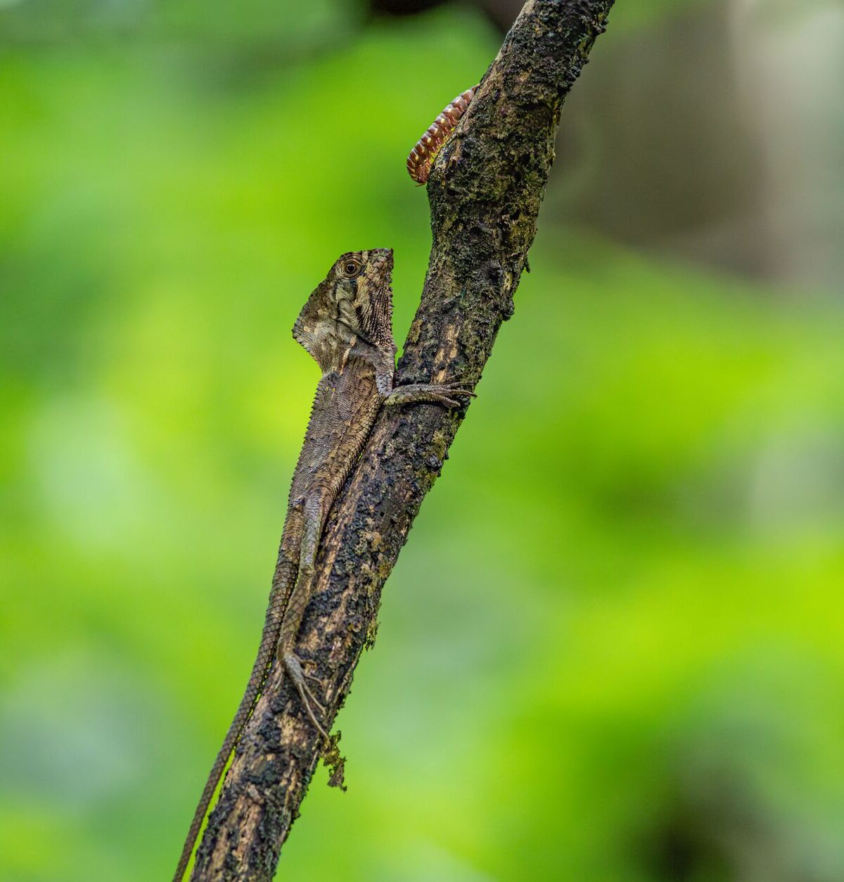 Smooth Helmeted Lizard