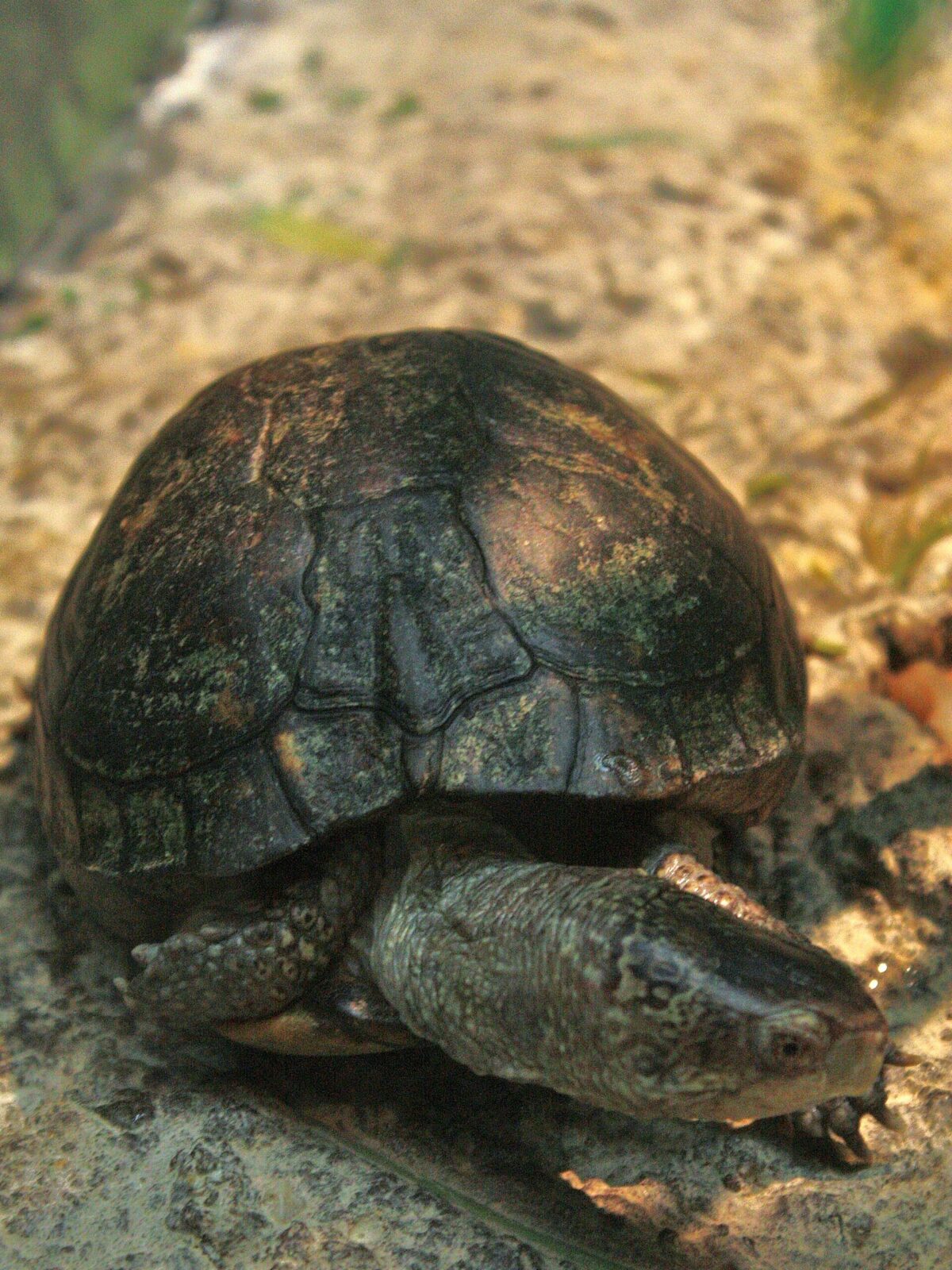 Aquatic Box Turtle