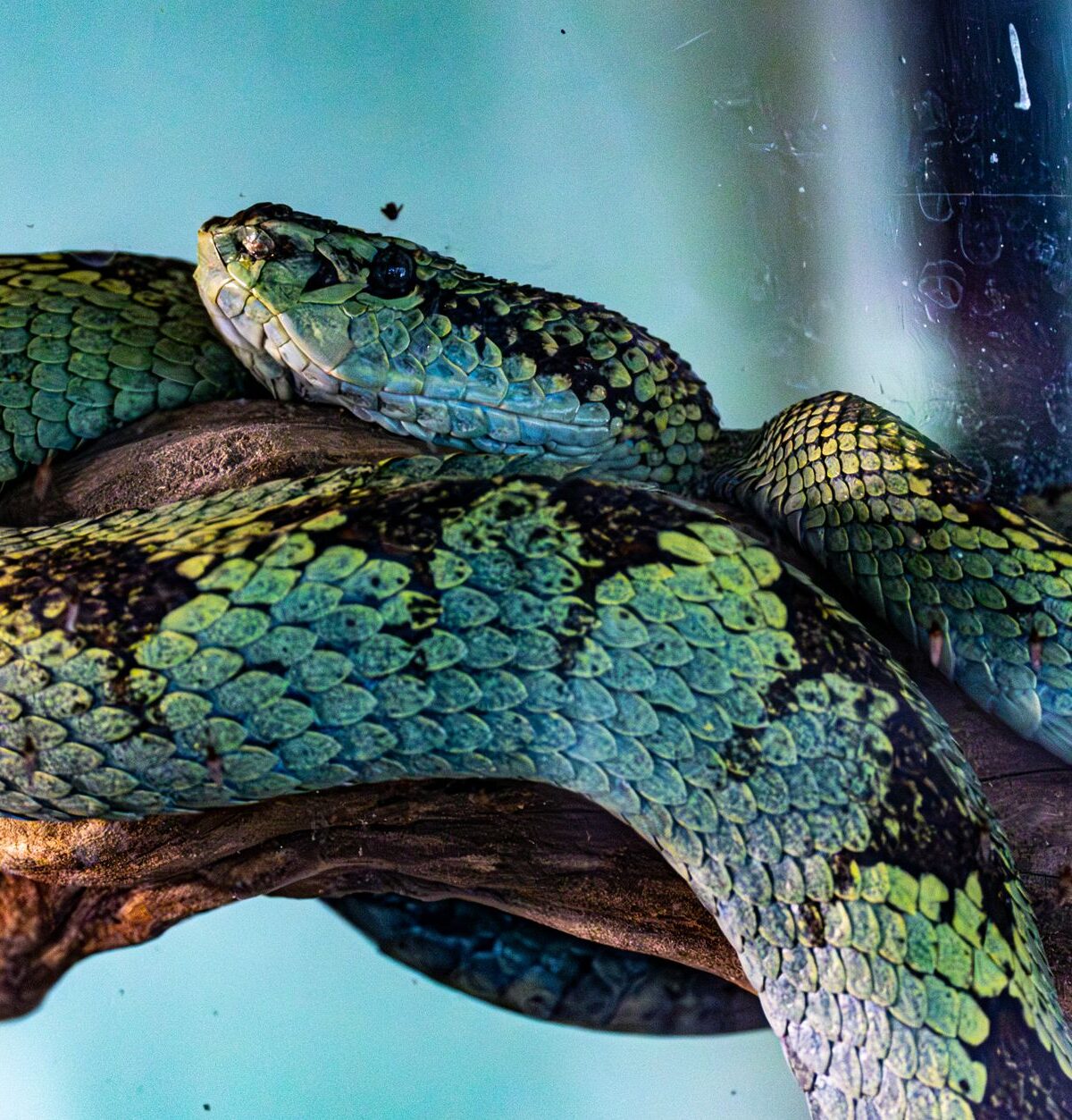 Philippine Tree Viper