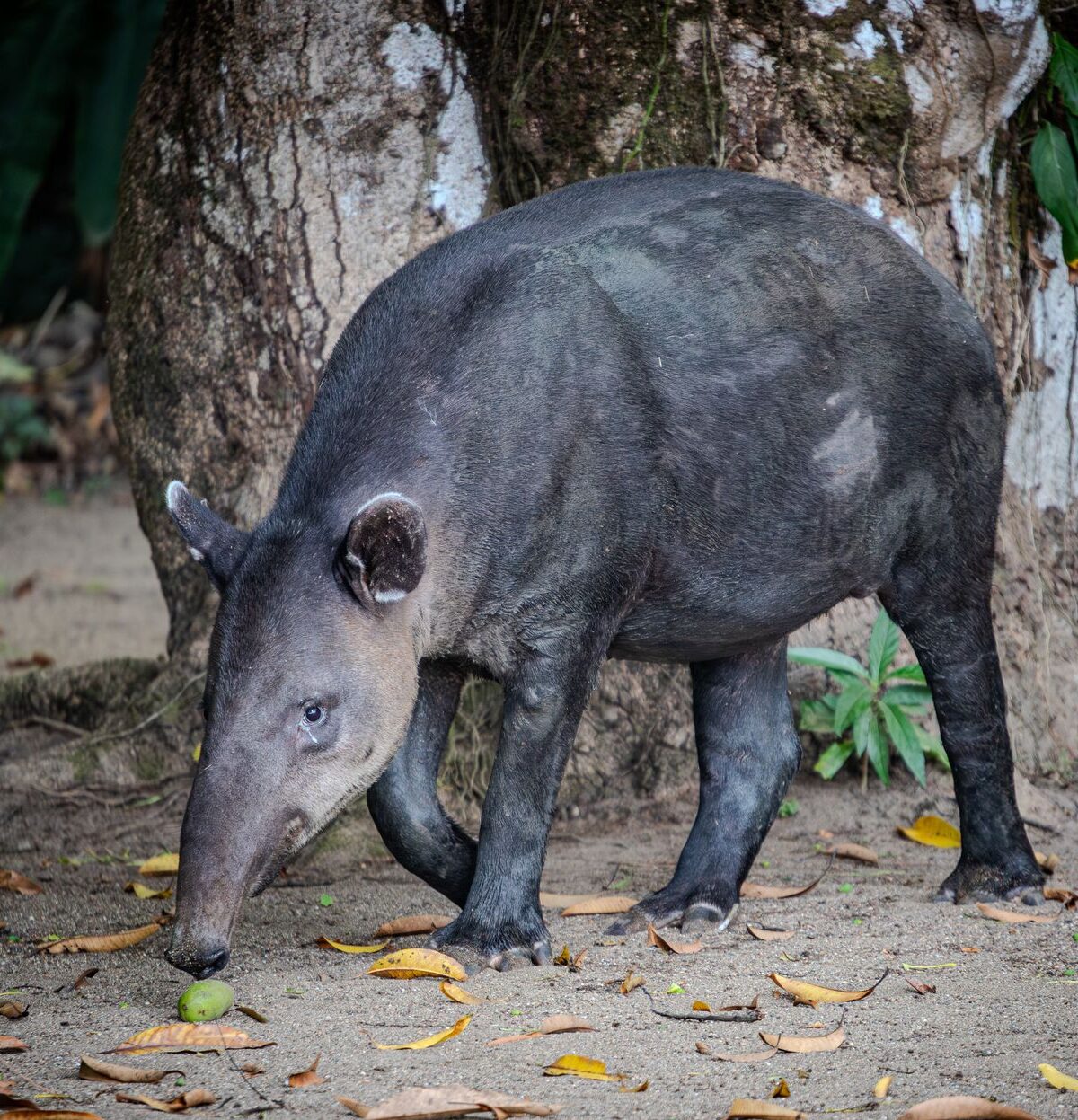 Central American Tapir