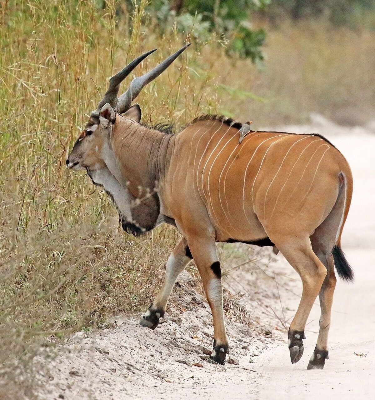 Giant Eland