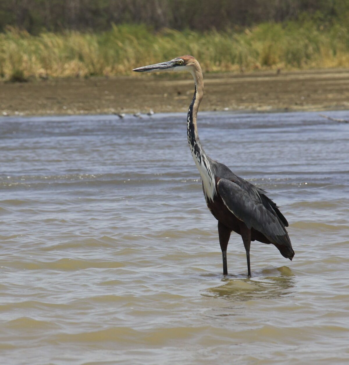 Goliath Heron