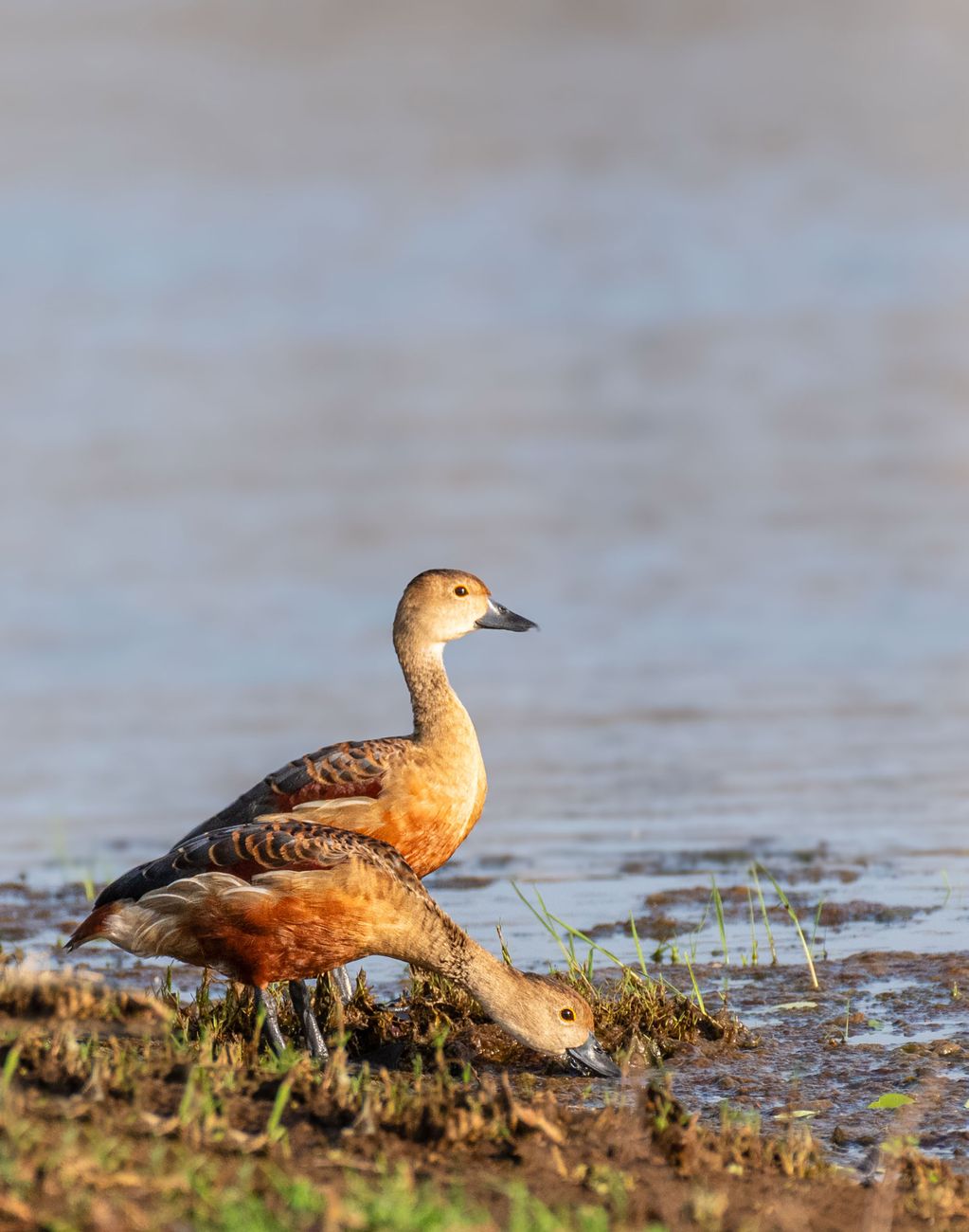 Fulvous Tree Duck