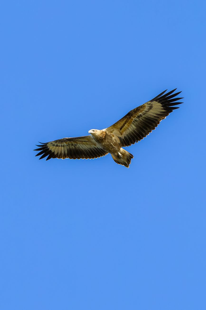Wedge-tailed Eagle