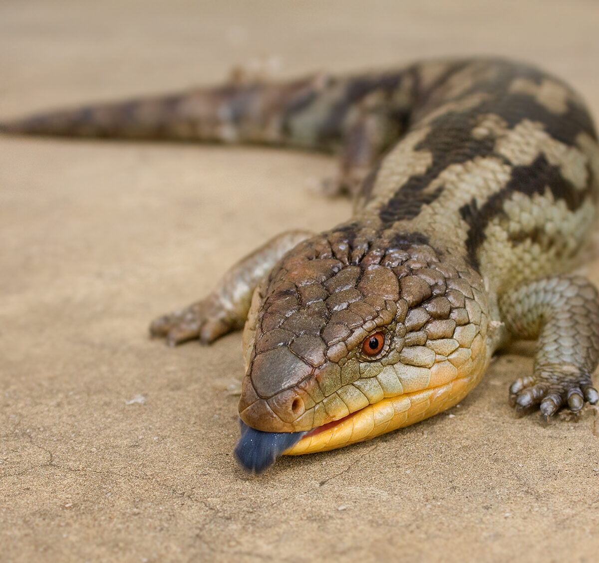 Northern Blue Tongued Skink