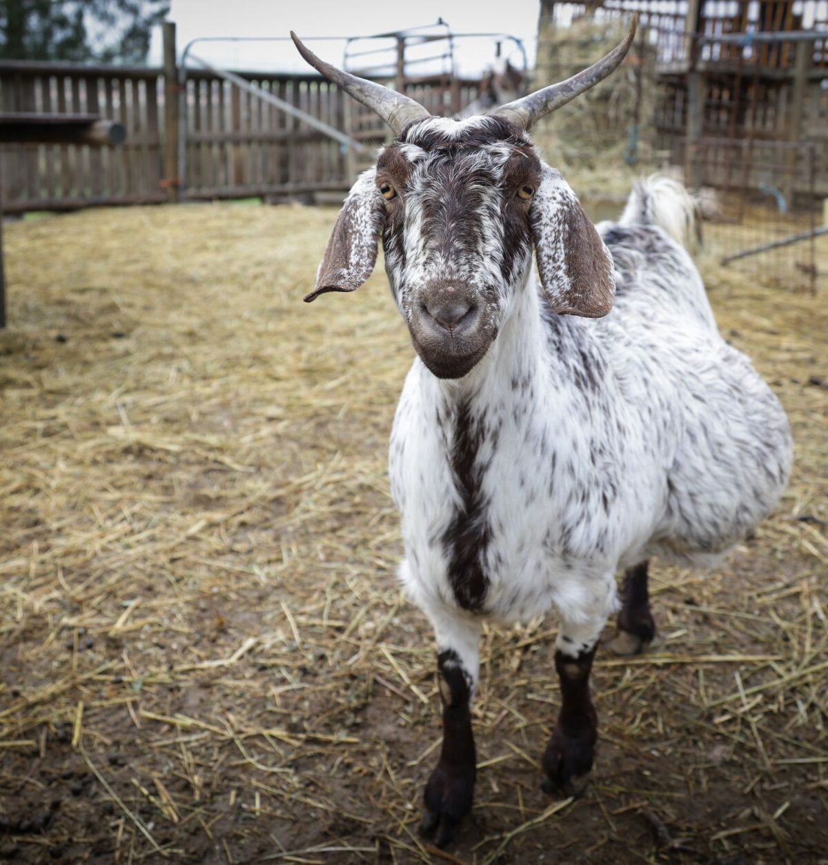 Domestic Goat