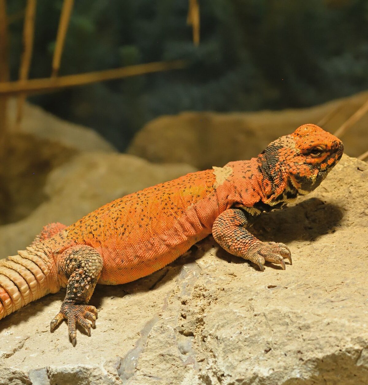Mali Spiny-Tailed Lizard
