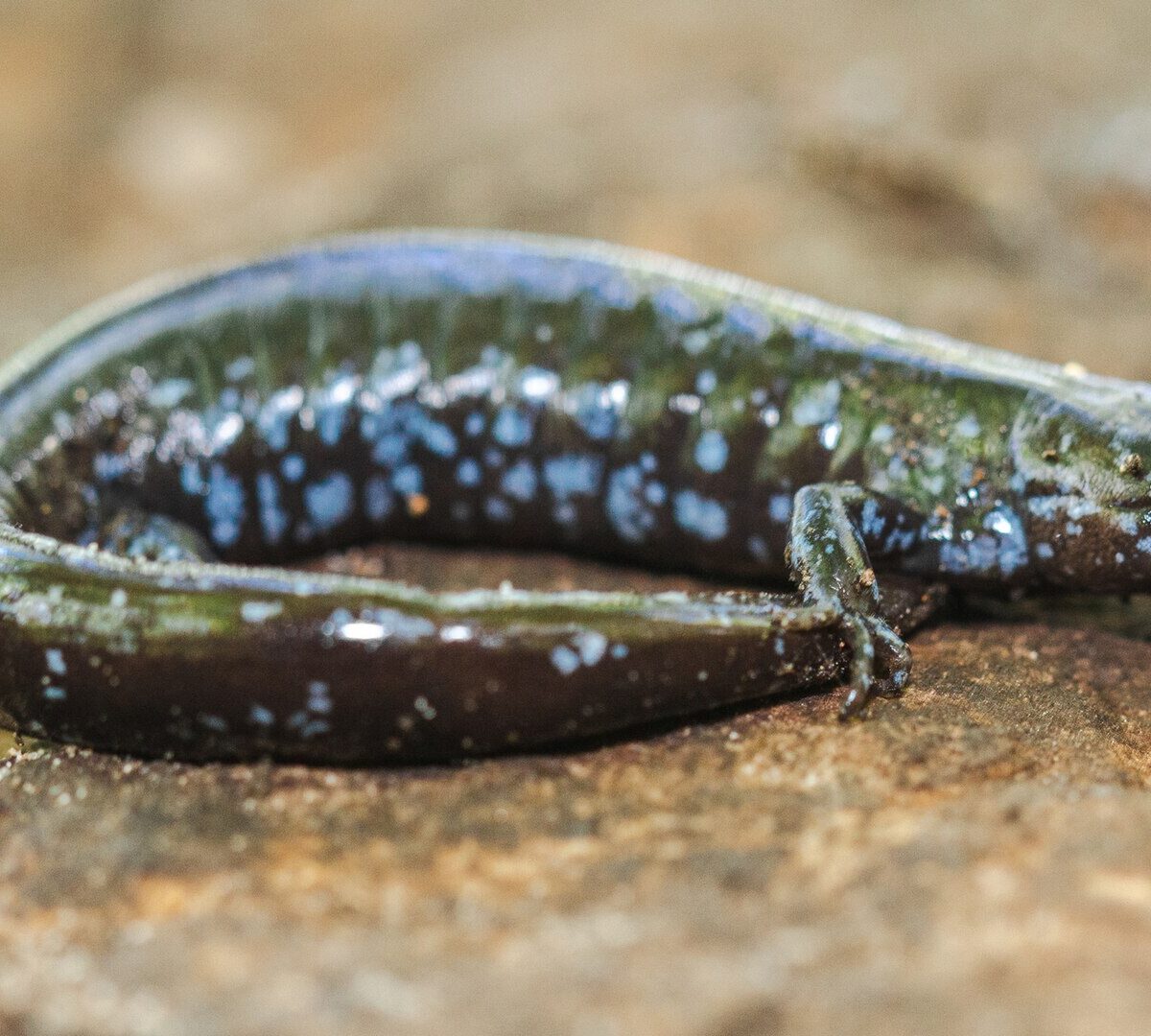 Blue-Spotted Salamander