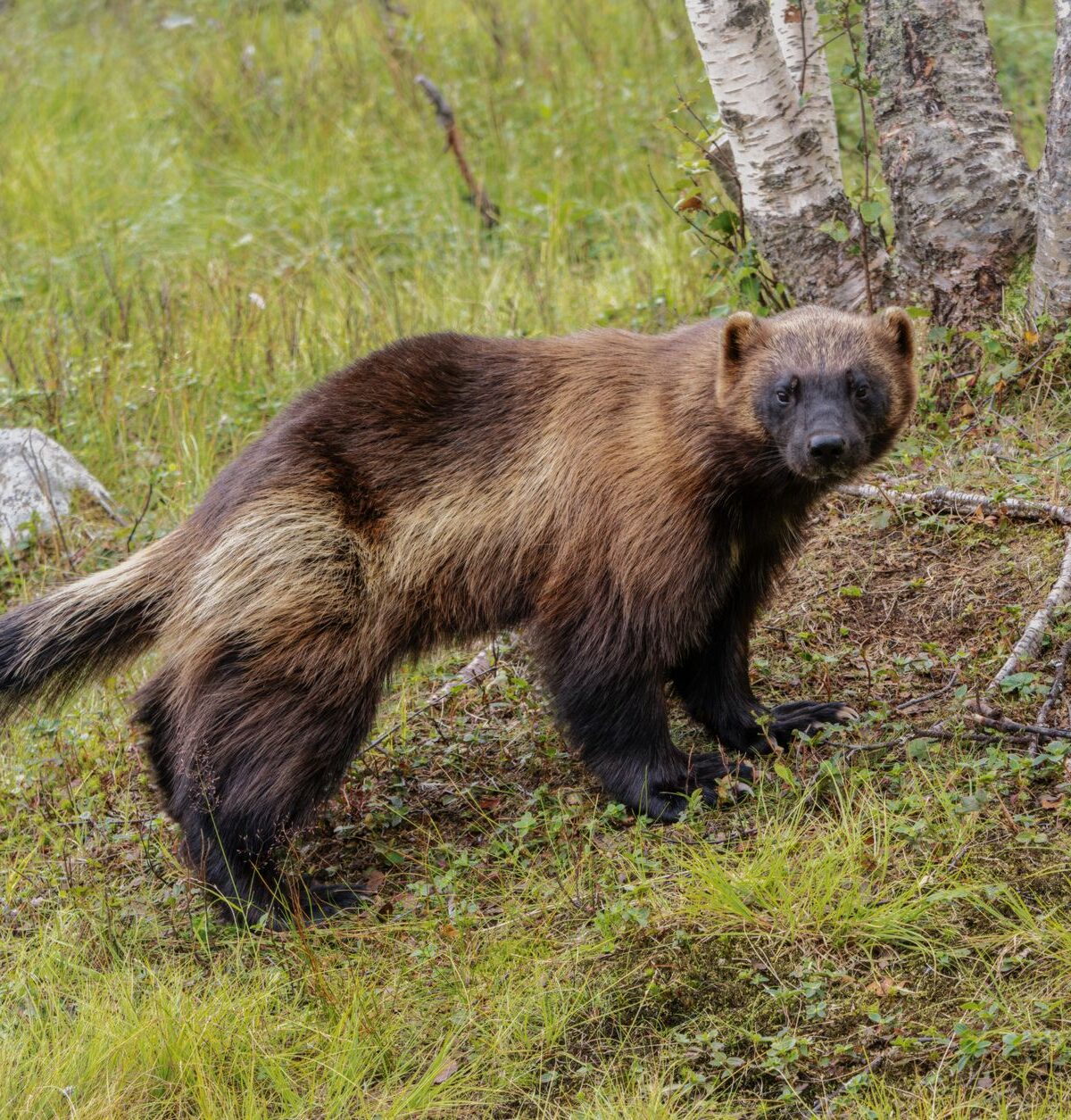 European Wolverine