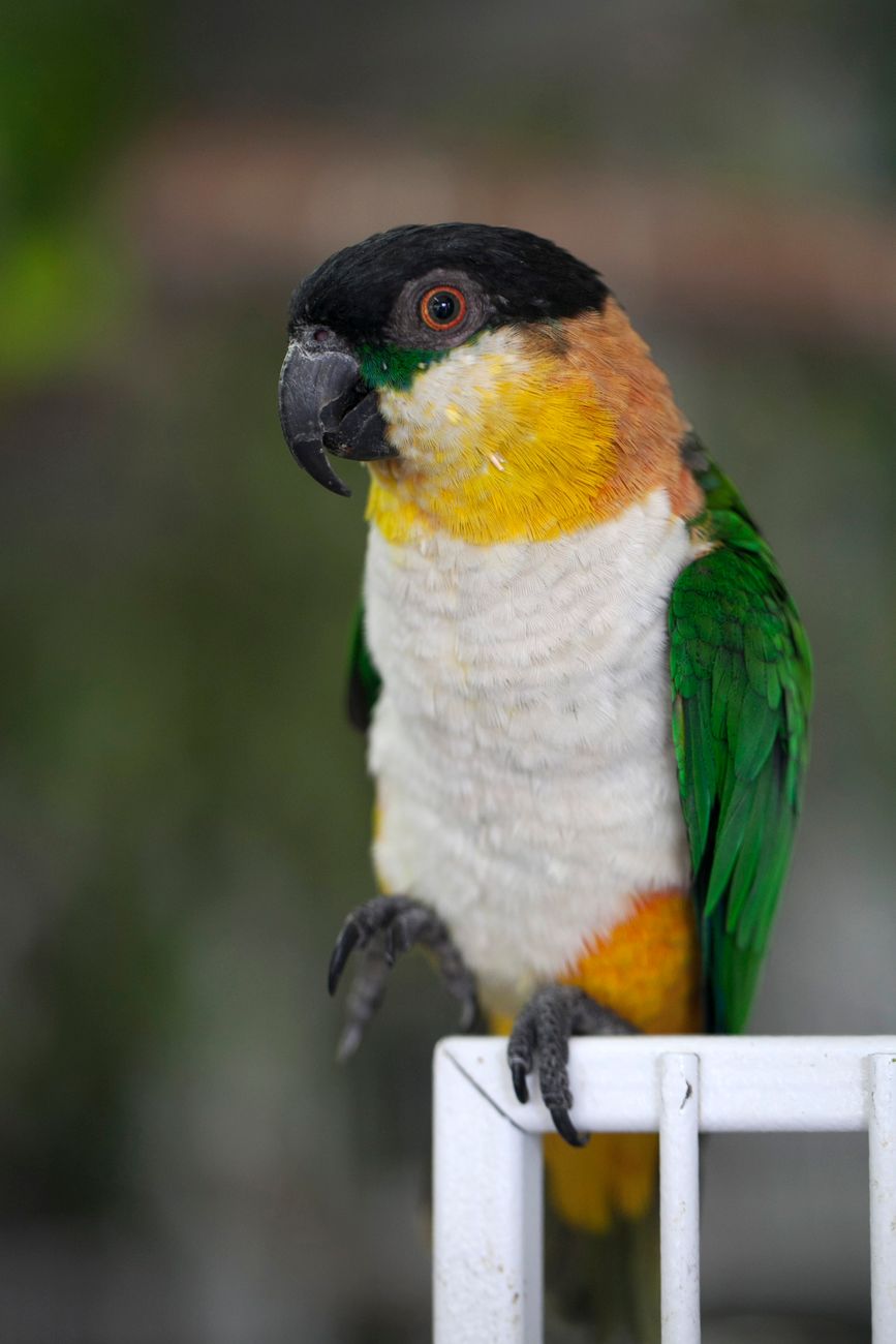 Black-Headed Parrot