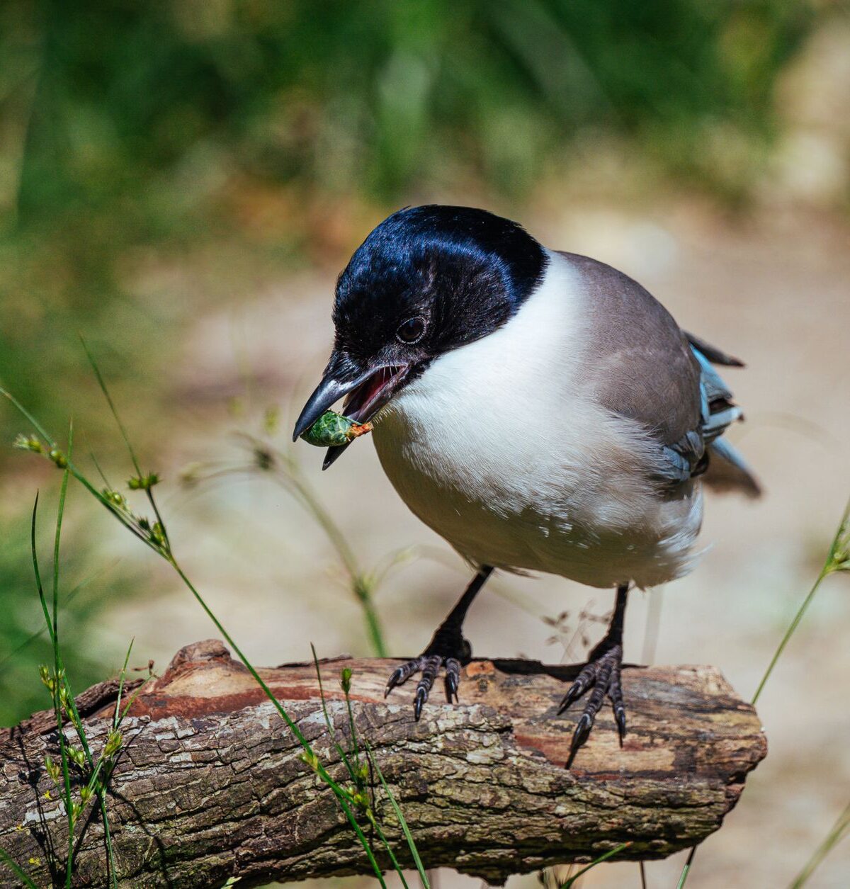 Asian Azure-Winged Magpie
