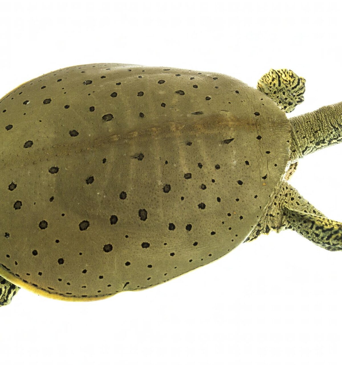 Gulf Coast Spiny Softshell Turtle